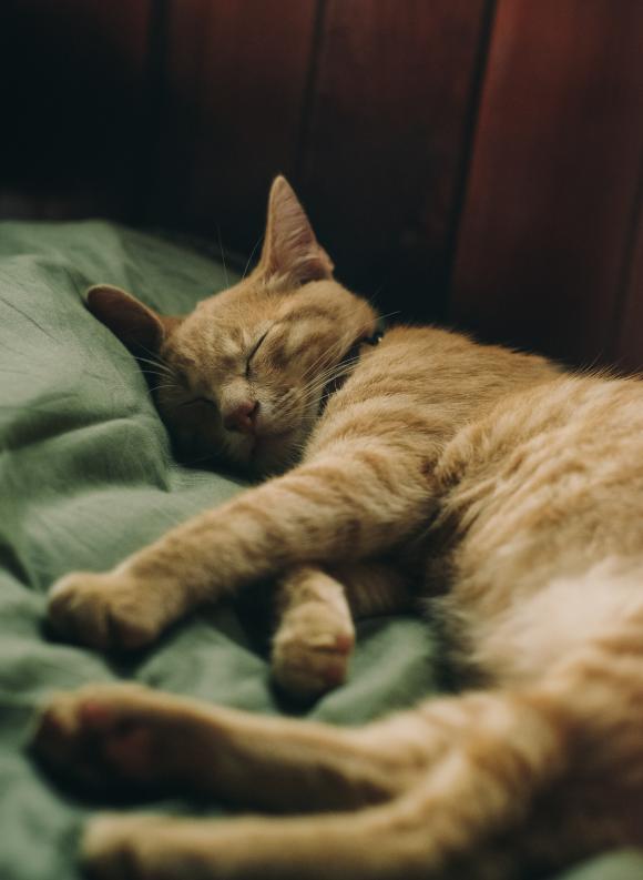 Pexels | Sleeping Cat 