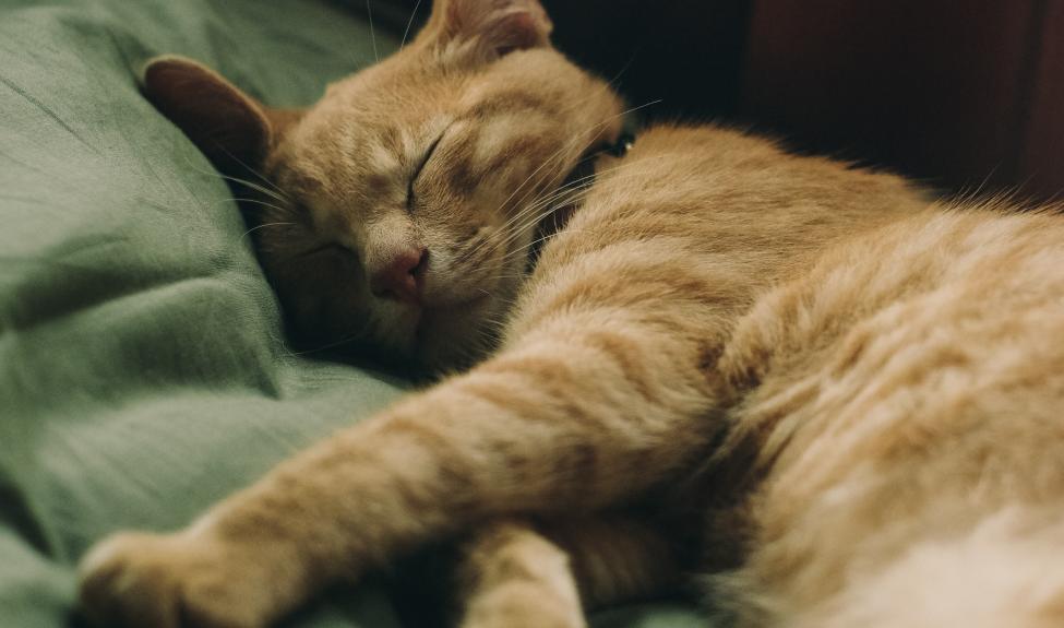 Pexels | Sleeping Cat 